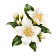 Ilustración de Flores blancas